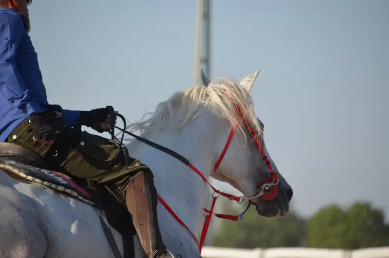 Taking Back the Reins: The Power of Self‑Hosted Commerce - Ecom Directory