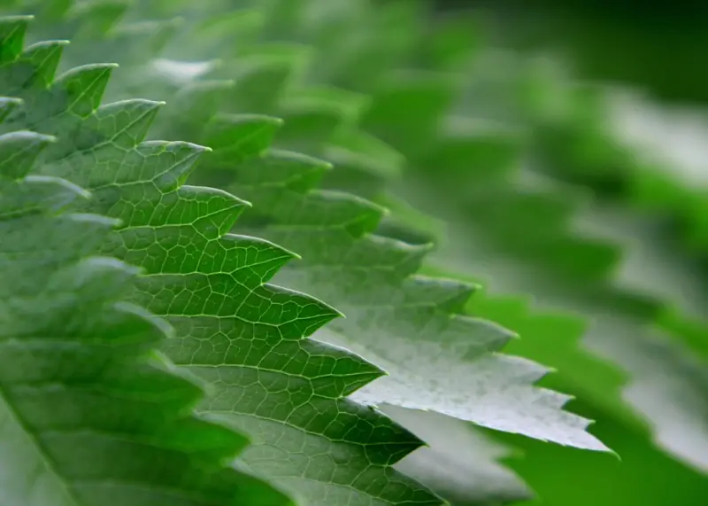 Why Hosted Ecommerce Is the Green Edge Your Brand Needs - Ecom Directory