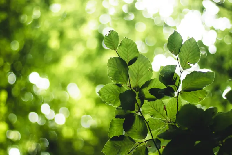 Green Hosting, Bigger Margins: Sustainable Hosted Ecommerce - Ecom Directory